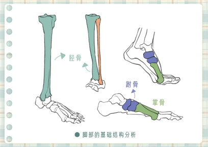 手绘教程！超全的脚部绘制技巧，收藏这篇就够了